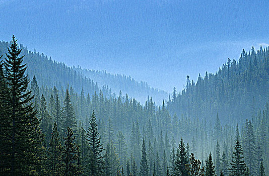 雾状,树林,山峦,靠近,幽鹤国家公园,不列颠哥伦比亚省,加拿大