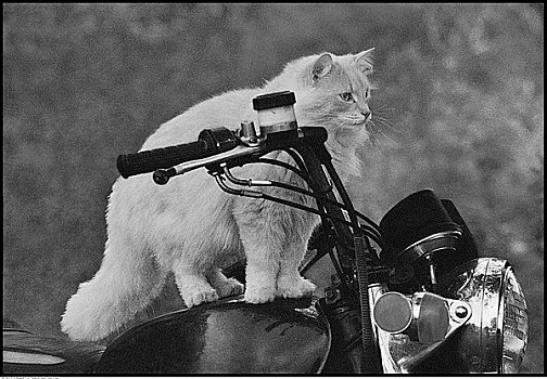 猫,摩托车