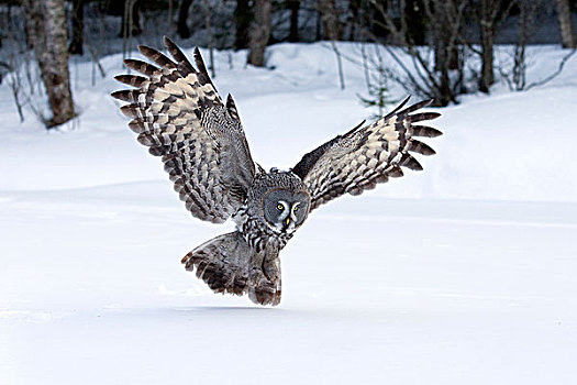 乌林鸮,猎捕,芬兰