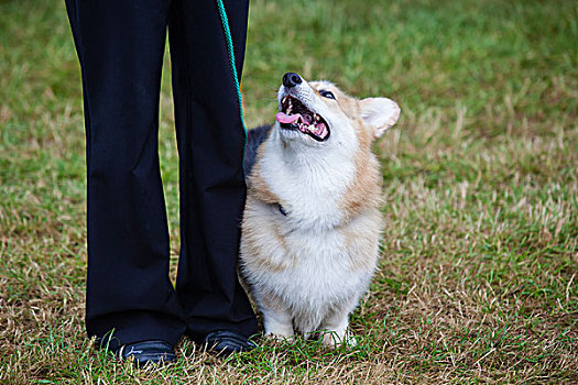 顺从,柯基犬