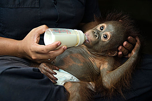 猩猩,黑猩猩,1岁,婴儿,中心,婆罗洲,印度尼西亚