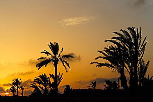 棕榈树,剪影,日落,突尼斯,北非,非洲