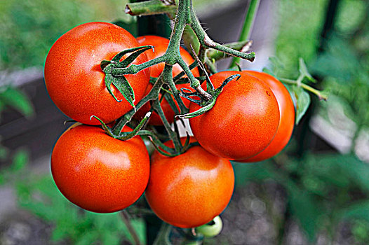 成熟,西红柿茎