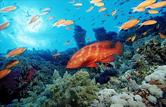 石斑鱼,青星九刺鮨,鱼群,珊瑚礁,兄弟群岛,埃及,红海,侧面