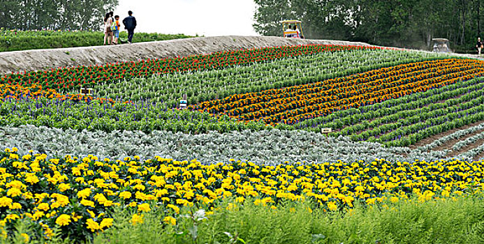 日本北海道美瑛花海