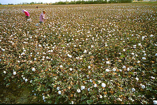 新疆尉犁工人在棉田内采摘棉花