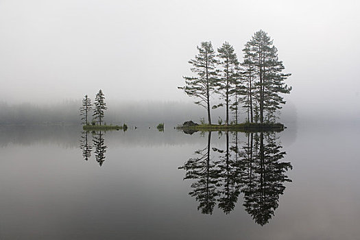 反射,树,湖,靠近,挪威
