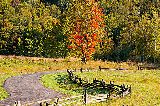 栏杆,道路,秋叶,魁北克,加拿大