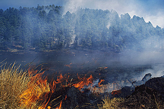 森林火灾,靠近,黑脉金斑蝶,冬天,场所,米却阿肯州,墨西哥
