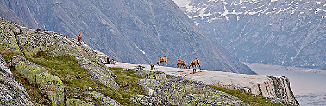 岩羚羊,湖,伯恩高地,瑞士