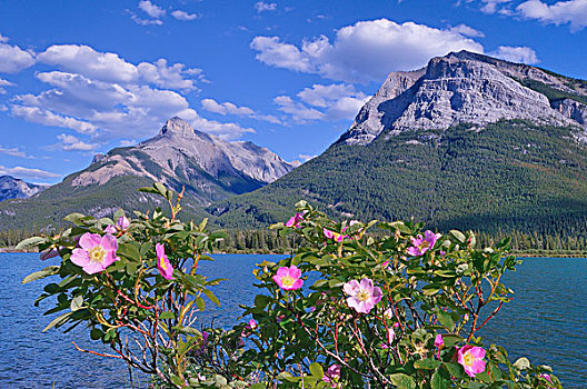 野外,玫瑰,间隙,湖,靠近,艾伯塔省,加拿大
