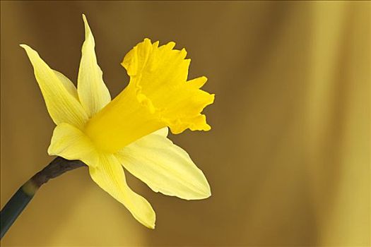 水仙花,水仙