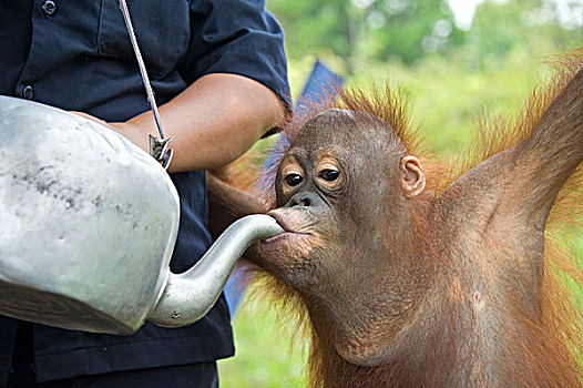猩猩,黑猩猩,给,水,幼小,中心,婆罗洲,印度尼西亚