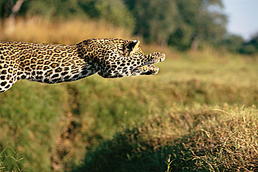 豹,跳跃