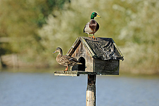 野鸭,绿头鸭,雄性,雌性,坐,小,木屋,站立,竖立,室外,水塘,德国,欧洲