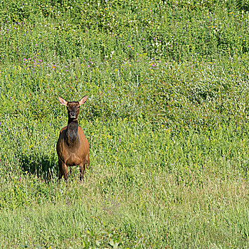 麋鹿,鹿属,站立,草,湖,营地,赖丁山国家公园,曼尼托巴,加拿大