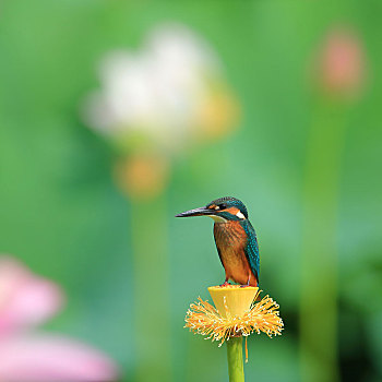 荷花池,翠鸟