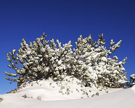 山,松树,积雪,提洛尔,奥地利