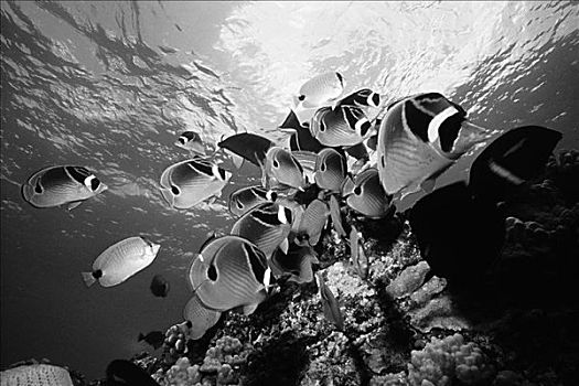 夏威夷,毛伊岛,莫洛基尼岛,鱼群,浣熊,蝴蝶鱼,上方,礁石,黑白照片