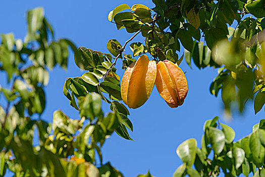 阳桃,水果,树,蓬塔雷纳斯省,哥斯达黎加,北美