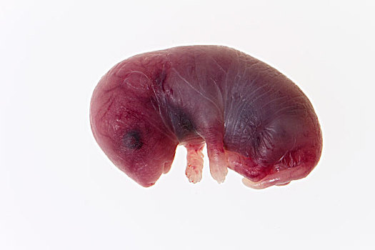 家鼠,小鼠,胚胎