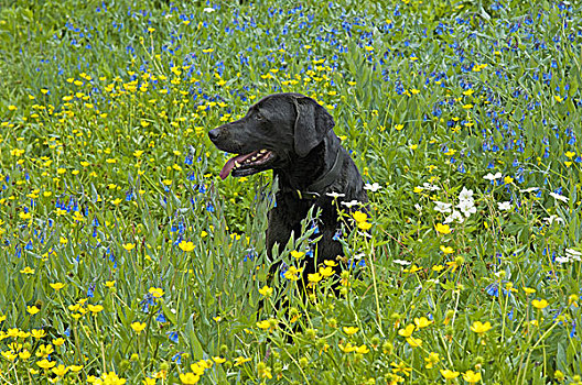 黑色拉布拉多犬,狗,坐,草地,高,草,黄色,野花