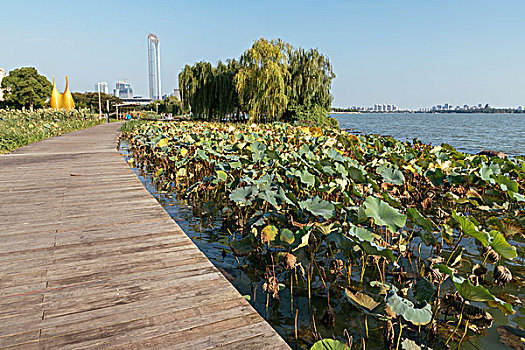 苏州金鸡湖