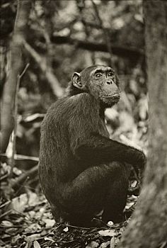 坦桑尼亚,黑猩猩,坐,林中地面
