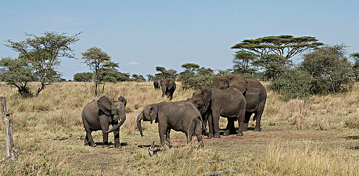 非洲大象008