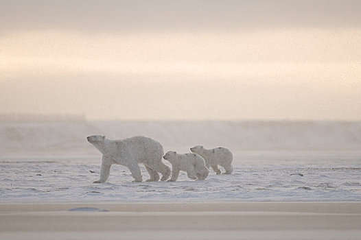 女性,北极熊,一对,幼兽,走,冰冻,向上,区域,北极圈,国家野生动植物保护区,阿拉斯加