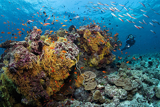 潜水,注视,不同,软珊瑚,珊瑚,瓷砖,鱼,黑带鳞鳍梅鲷,环礁,马尔代夫,亚洲