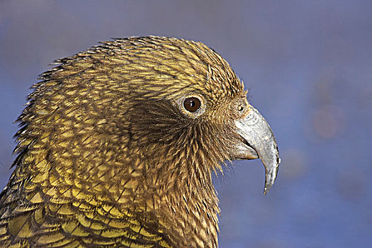 食肉鹦鹉,啄羊鹦鹉,坎特伯雷,南岛,新西兰