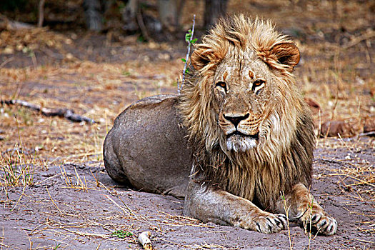 博茨瓦纳,雄性,狮子,乔贝国家公园
