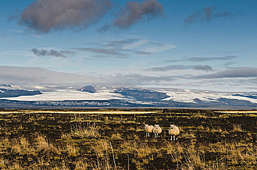 风景,西部,冰岛,欧洲