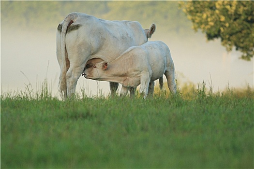 幼兽,吸吮,母牛