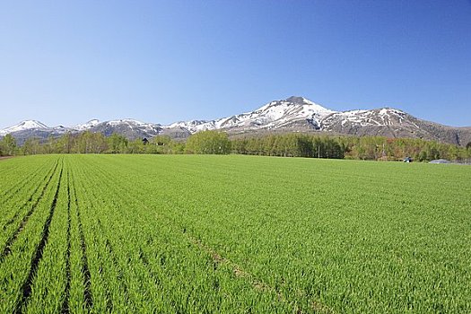 麦田,山脉