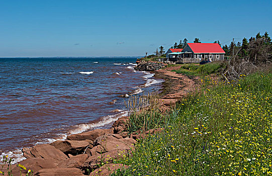 加拿大,爱德华王子岛,岸边,红色,屋顶,房子,夏天,野花