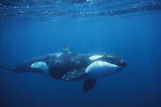 逆戟鲸,女性,科特兹海,北下加利福尼亚州,墨西哥
