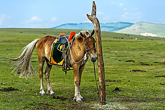 马,传统,马鞍,系,杆,草原,靠近,蒙古,亚洲