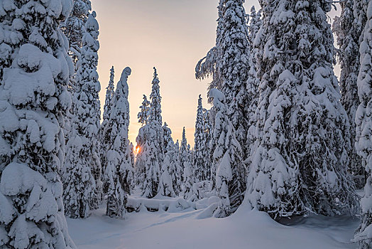 积雪,云杉,国家公园,拉普兰,芬兰,欧洲