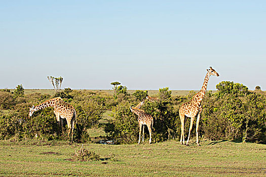 长颈鹿,马赛马拉,肯尼亚