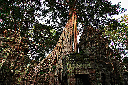 树,遗址,吴哥窟,柬埔寨