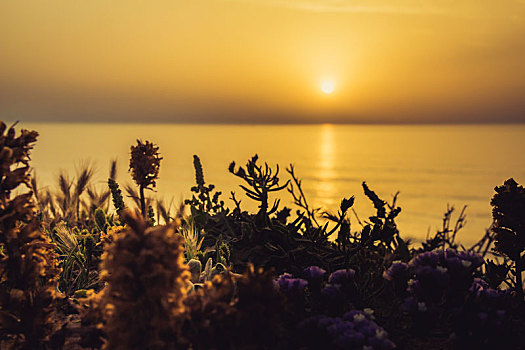 安静,金色,日落,上方,海洋,野花