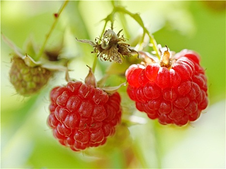 两个,成熟,红色树莓,浆果,特写