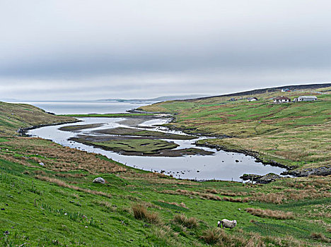 风景,设得兰群岛,大陆,苏格兰,英国,大幅,尺寸