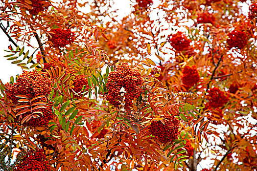 成串灌滿紅色果實的樹