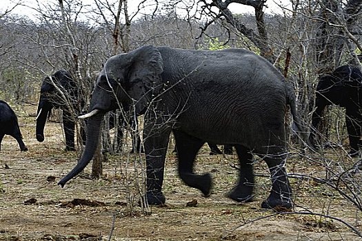 家族,大象,走,排列,博茨瓦纳,国家公园,非洲