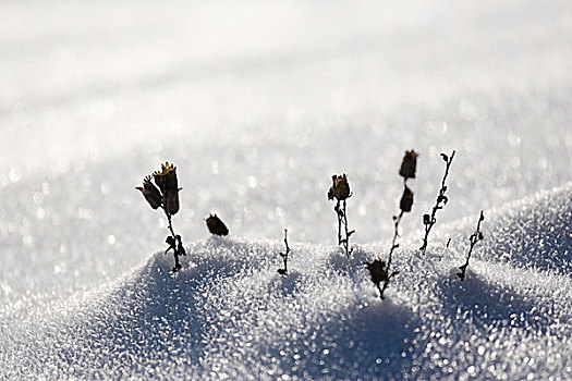 植物,雪中