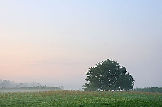 树,早晨,薄雾,漫滩,靠近,德绍,萨克森安哈尔特,德国,欧洲