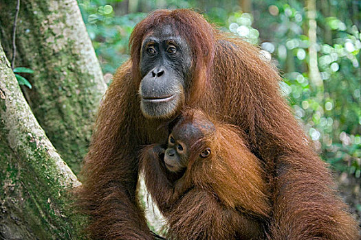 苏门答腊猩猩,母亲,一个,一半,幼仔,古农列尤择国家公园,北方,苏门答腊岛,印度尼西亚